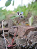 Image of Early Forget-me-not