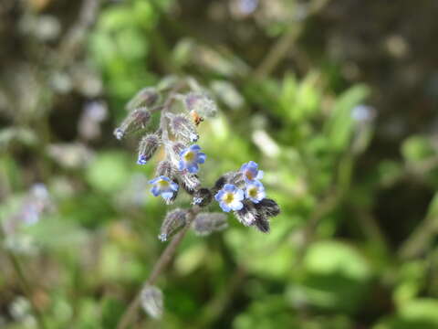 Image of Early Forget-me-not