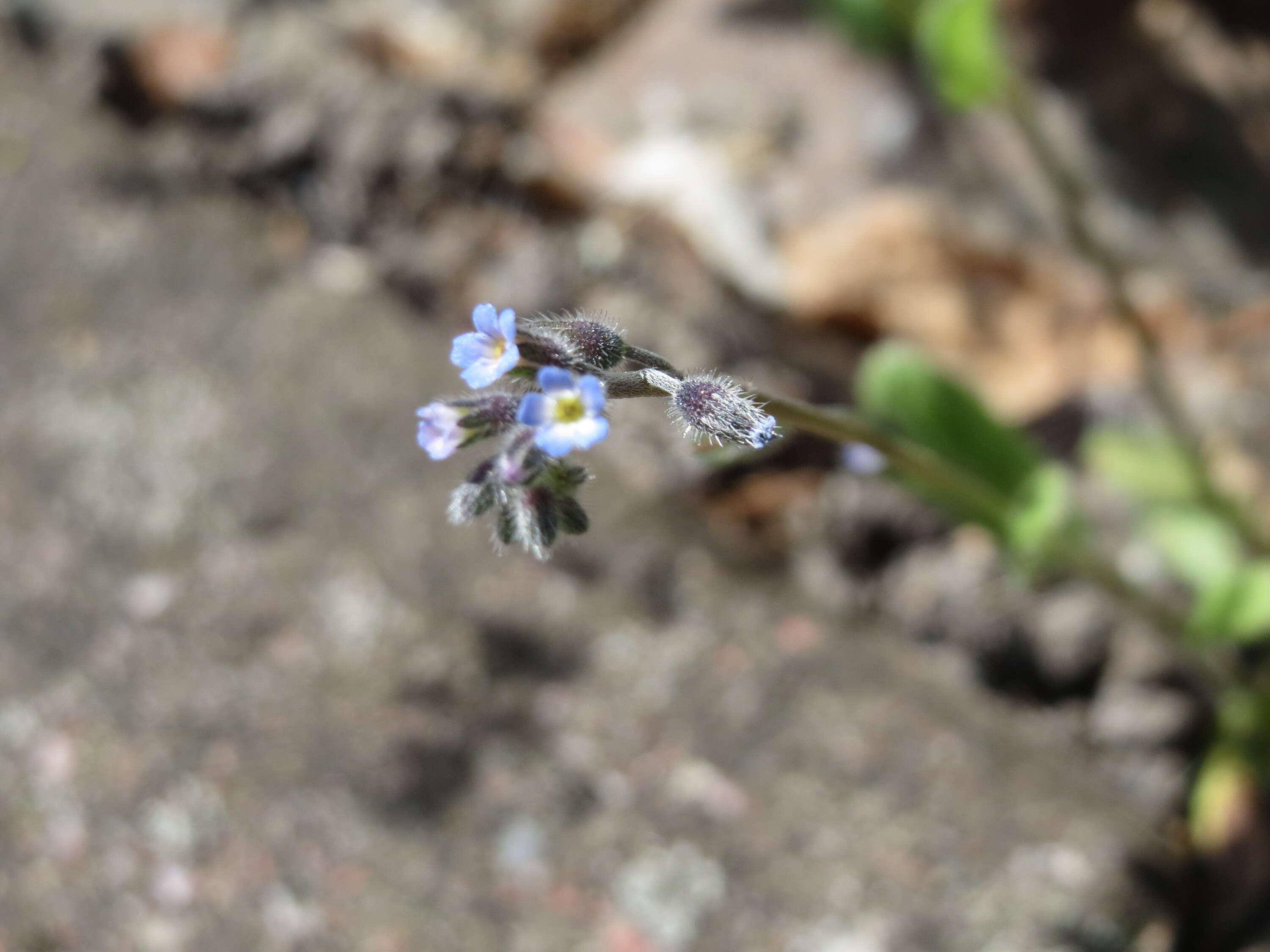 Image of Early Forget-me-not