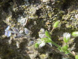 Image of Early Forget-me-not