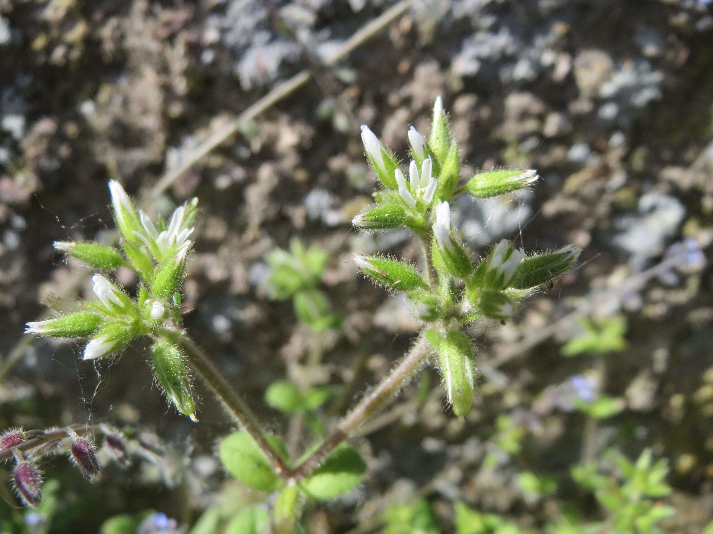 Image of sticky chickweed