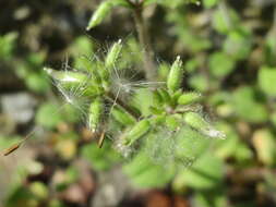 Image of sticky chickweed