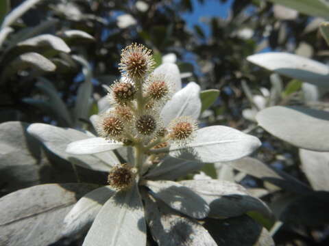 Image of mangrove