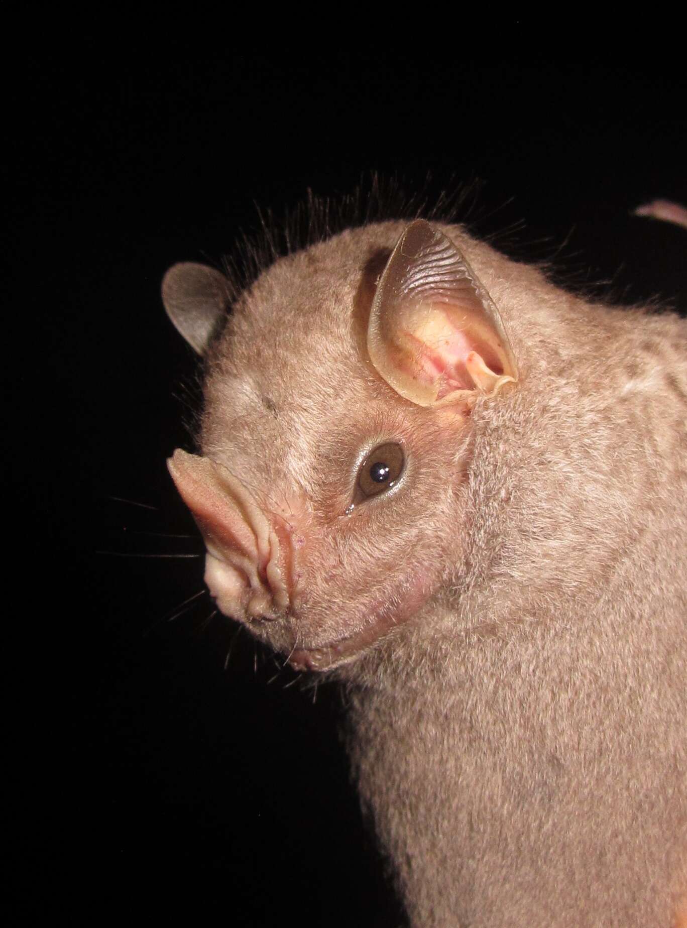 Image of Hairy Big-eyed Bat