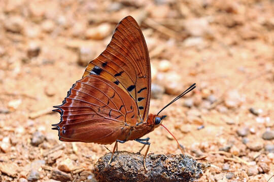 Imagem de Charaxes lucretius Cramer 1777