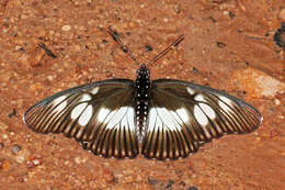 Image of Pseudacraea lucretia