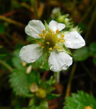 Image of Fragaria moupinensis (Franch.) Cardot