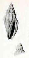 Sivun Eucithara alacris Hedley 1922 kuva