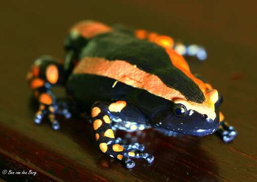 Image of Banded Rubber Frog