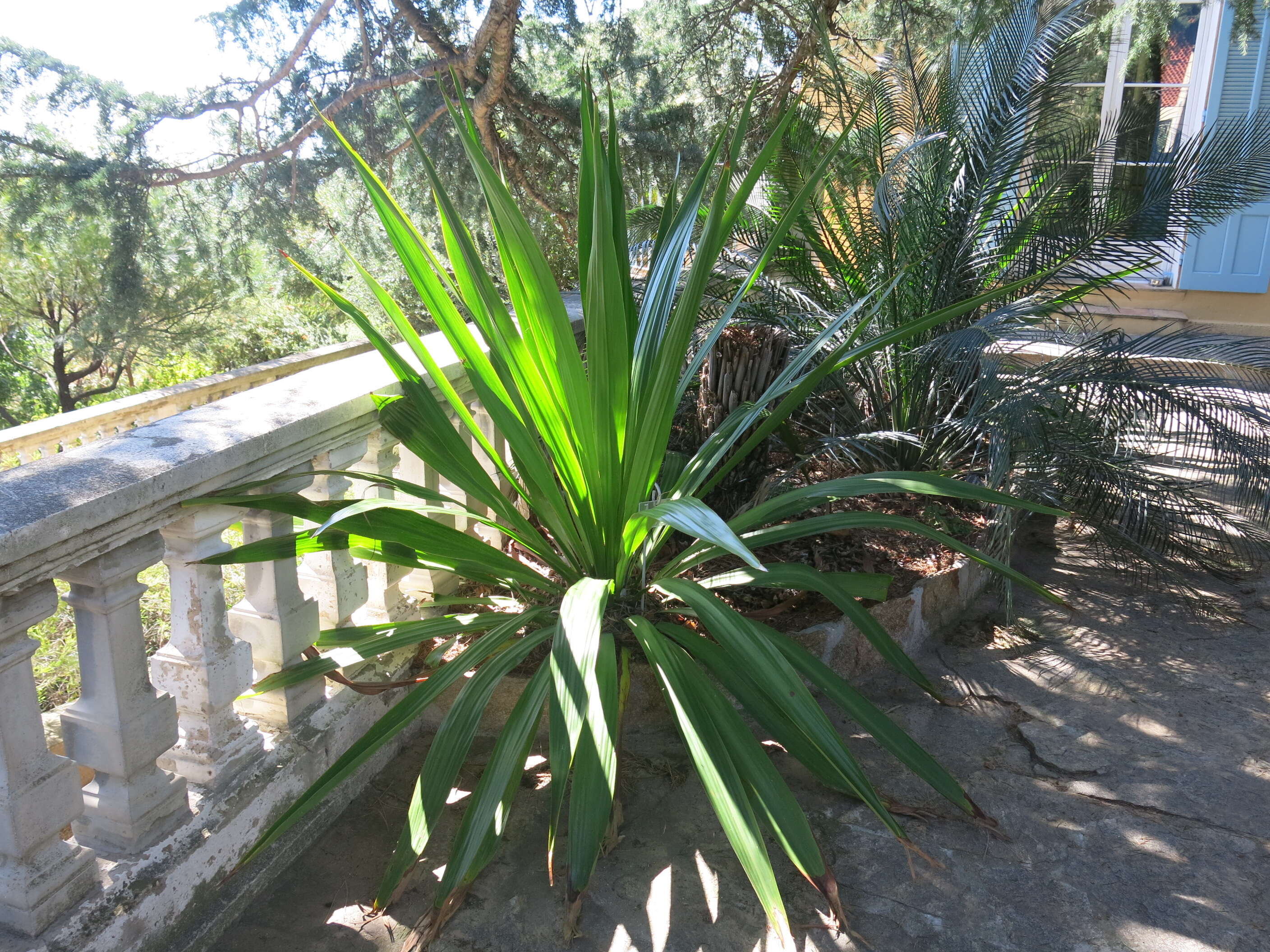 Doryanthes excelsa Corrêa resmi