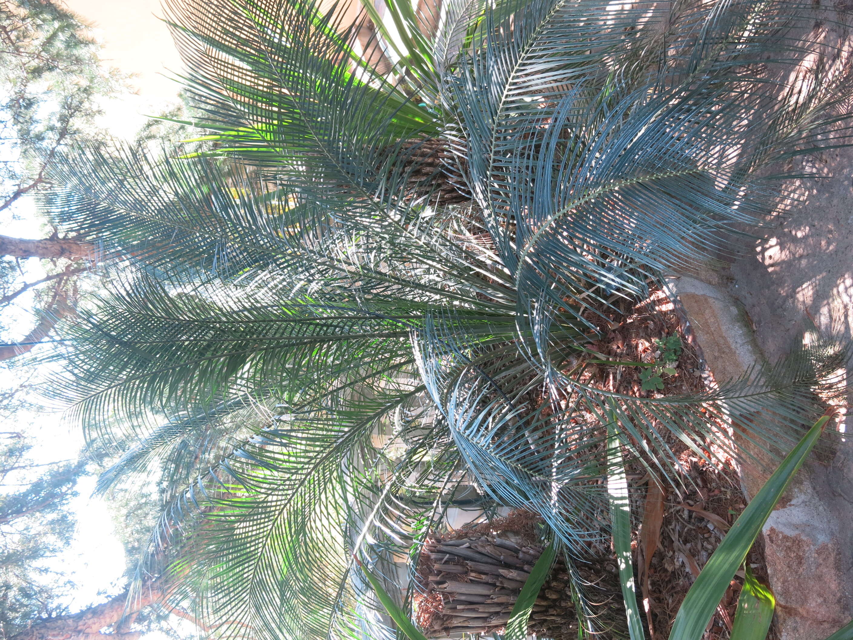 صورة Macrozamia communis L. A. S. Johnson