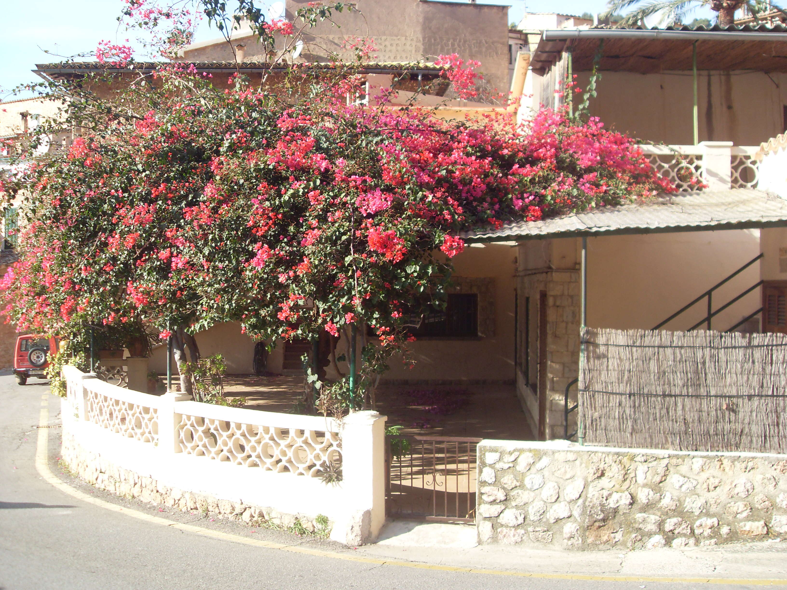 Слика од Bougainvillea