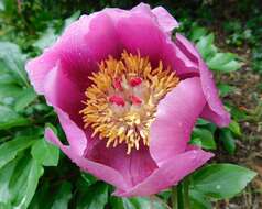 Image of Paeonia broteri