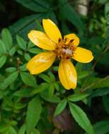 Tagetes nelsonii Greenm. resmi