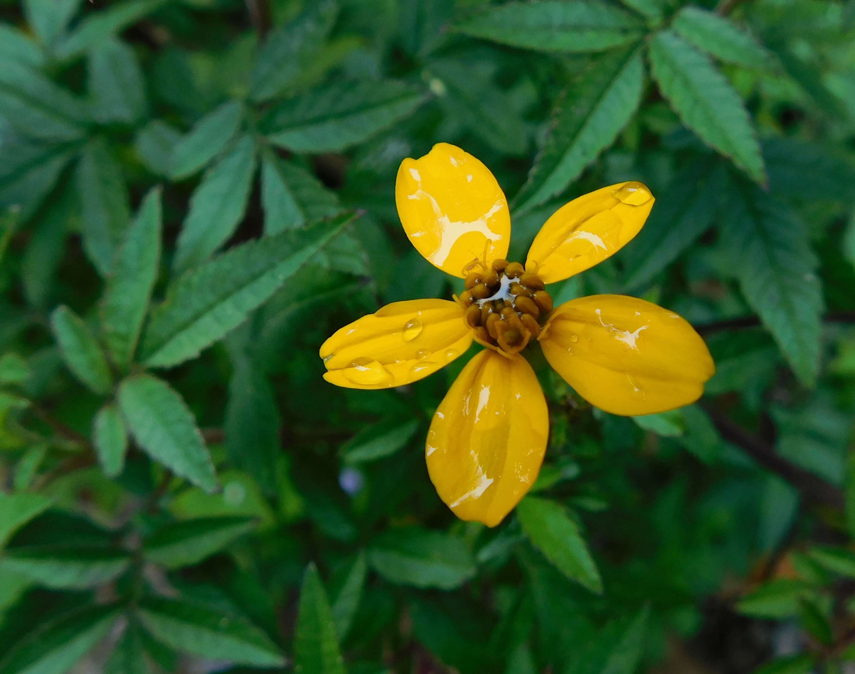 صورة Tagetes nelsonii Greenm.