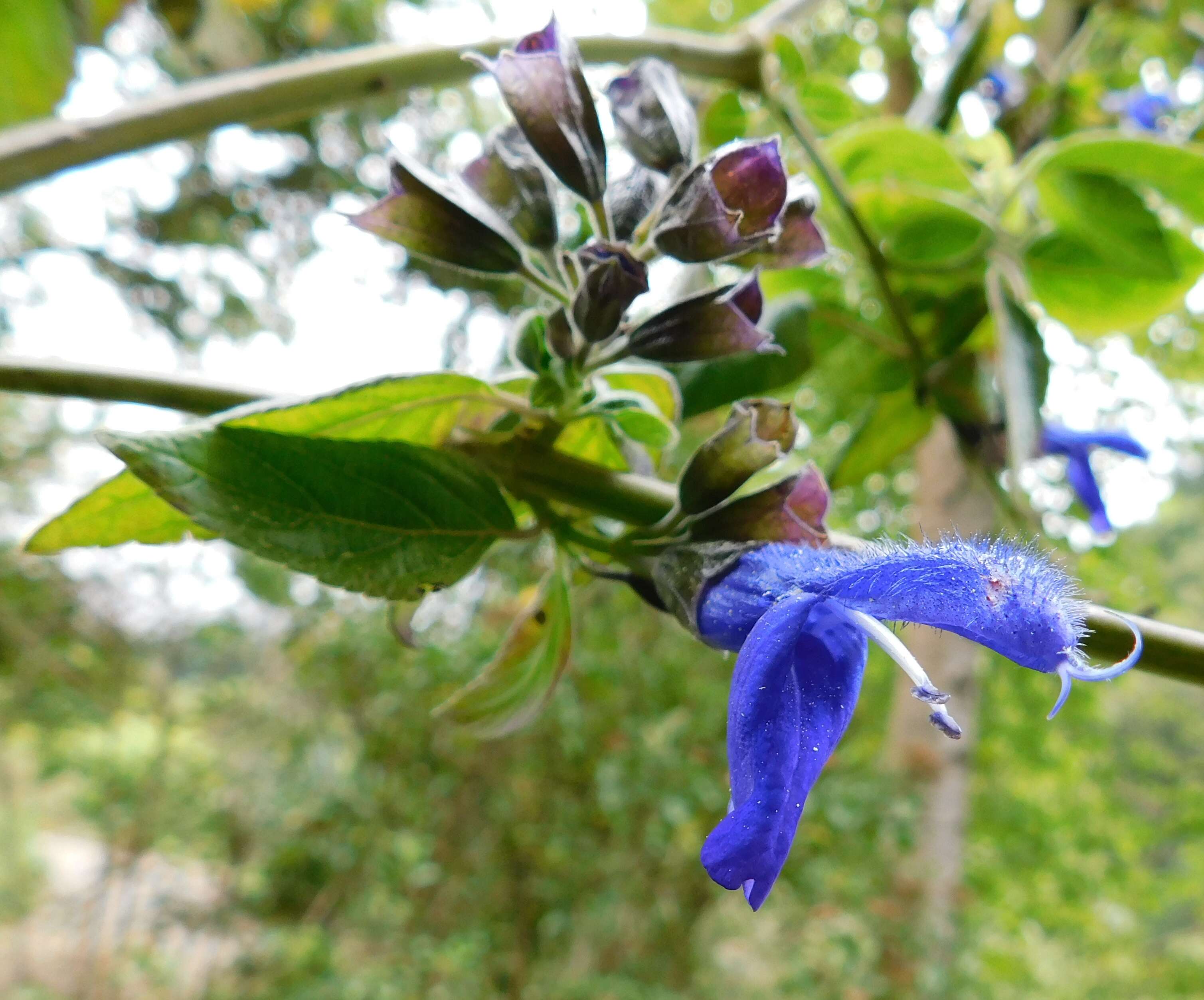 Image of Salvia mexicana L.