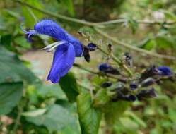 Image of Salvia mexicana L.