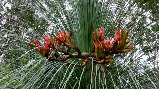 Doryanthes palmeri W. Bull resmi