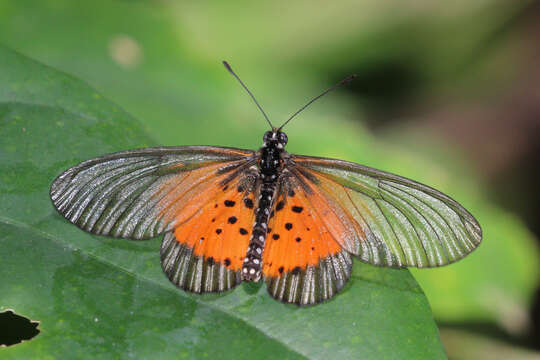 Acraea quirina Fabricius 1781 resmi