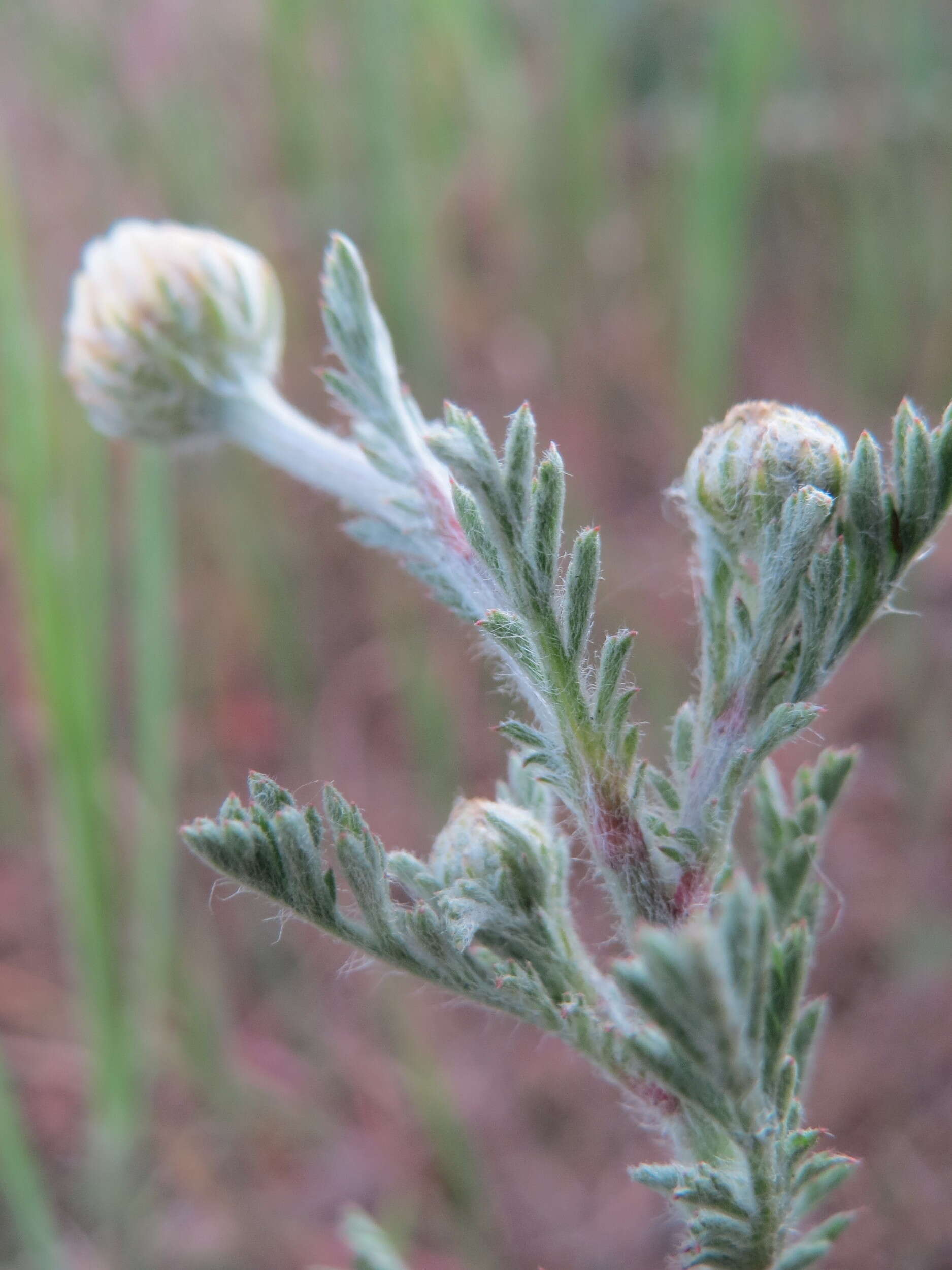 Anthemis arvensis L. resmi