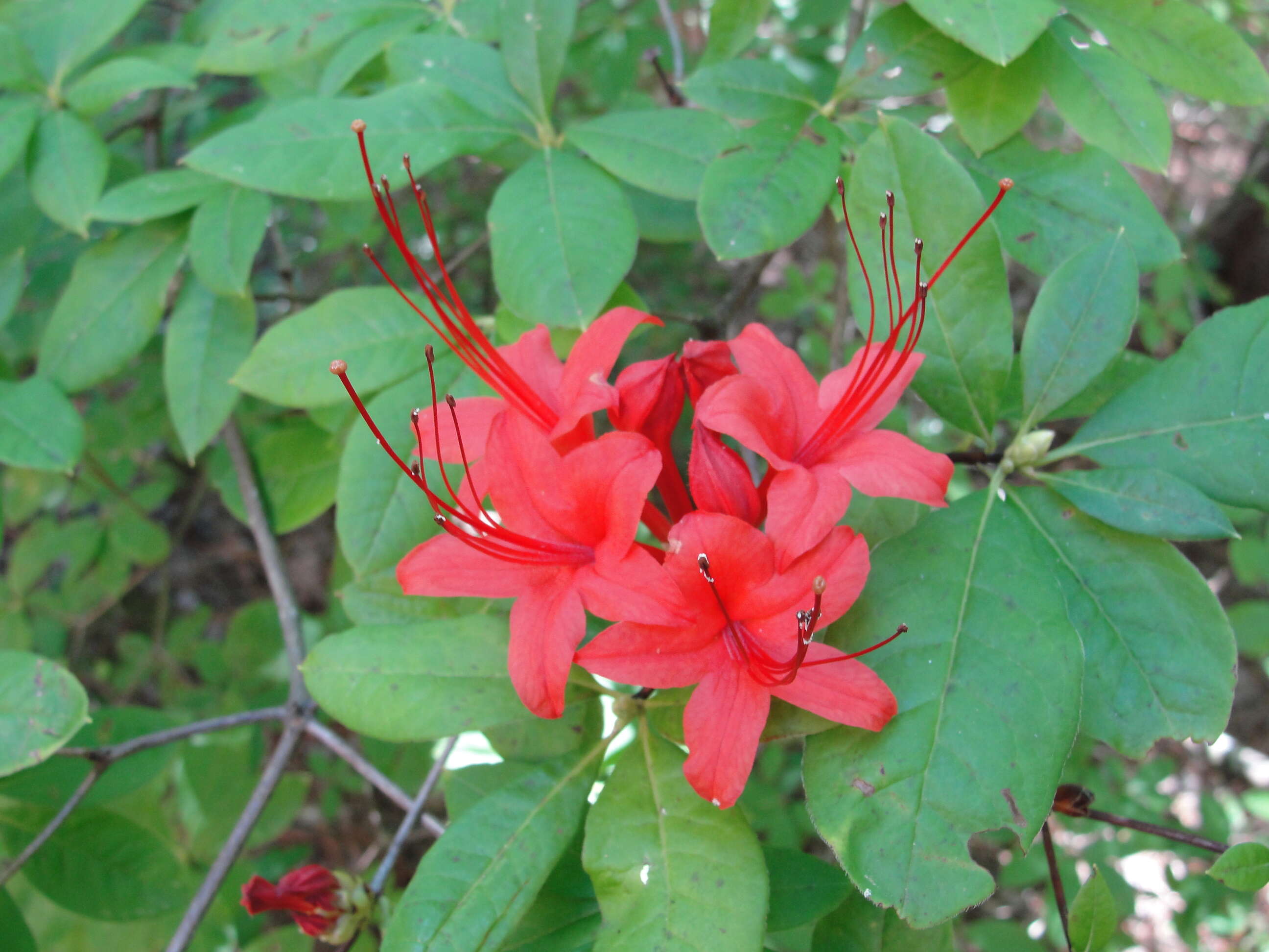 Image of plumleaf azalea