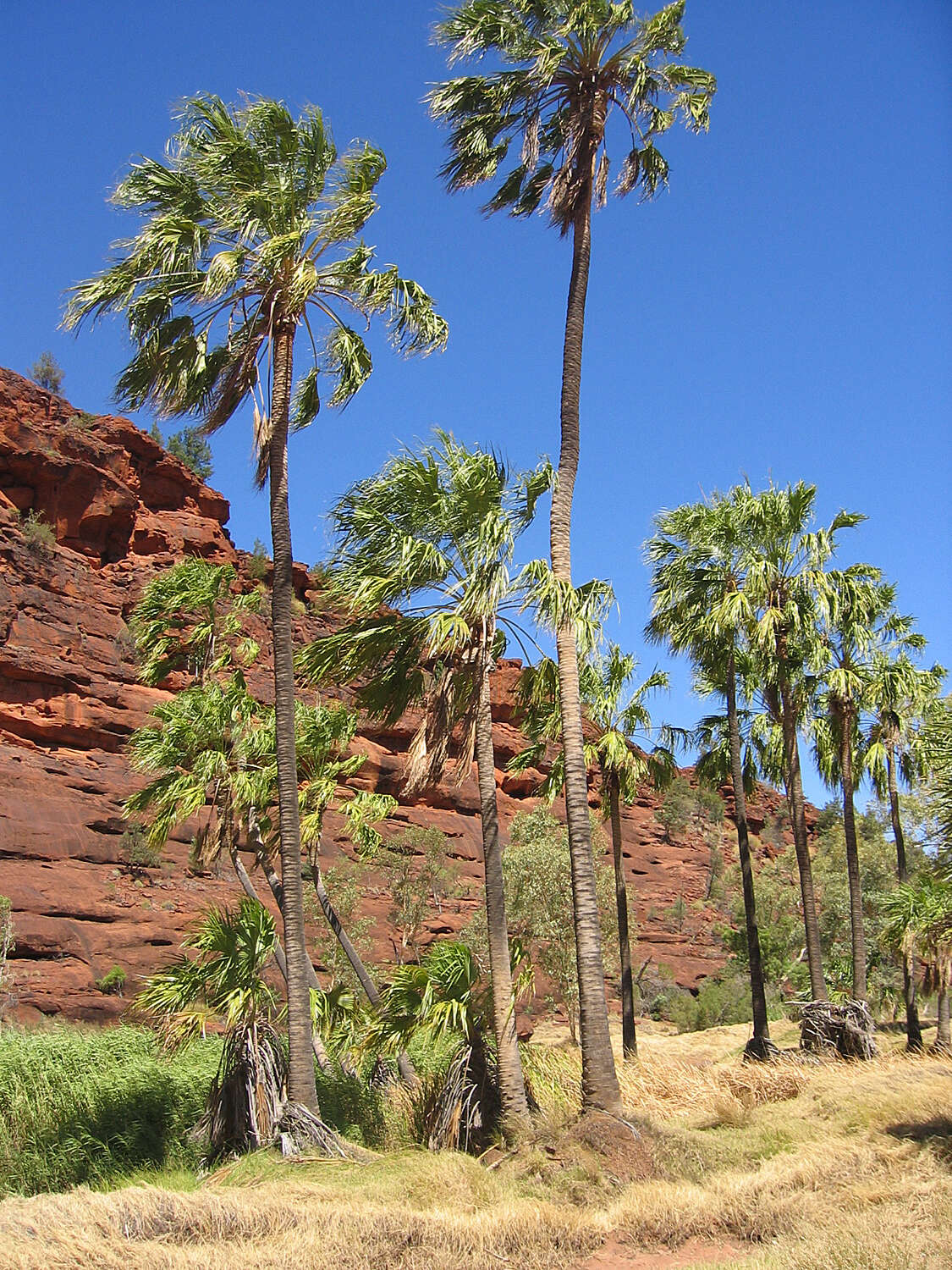 Image of Central Australian Cabbage Palm