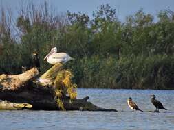 Image of Dalmatian Pelican