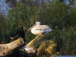 Image of Dalmatian Pelican