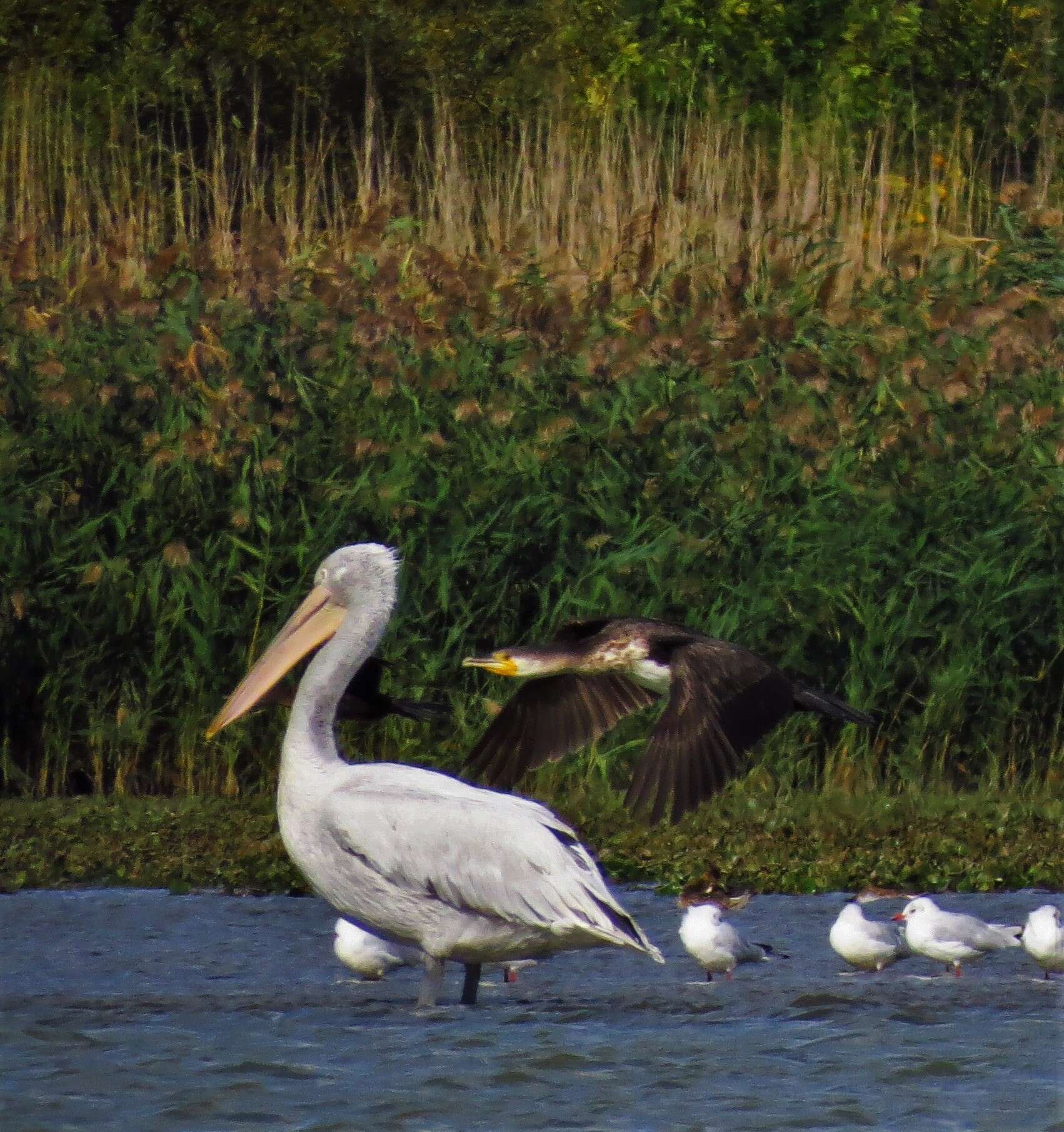 Image of Dalmatian Pelican