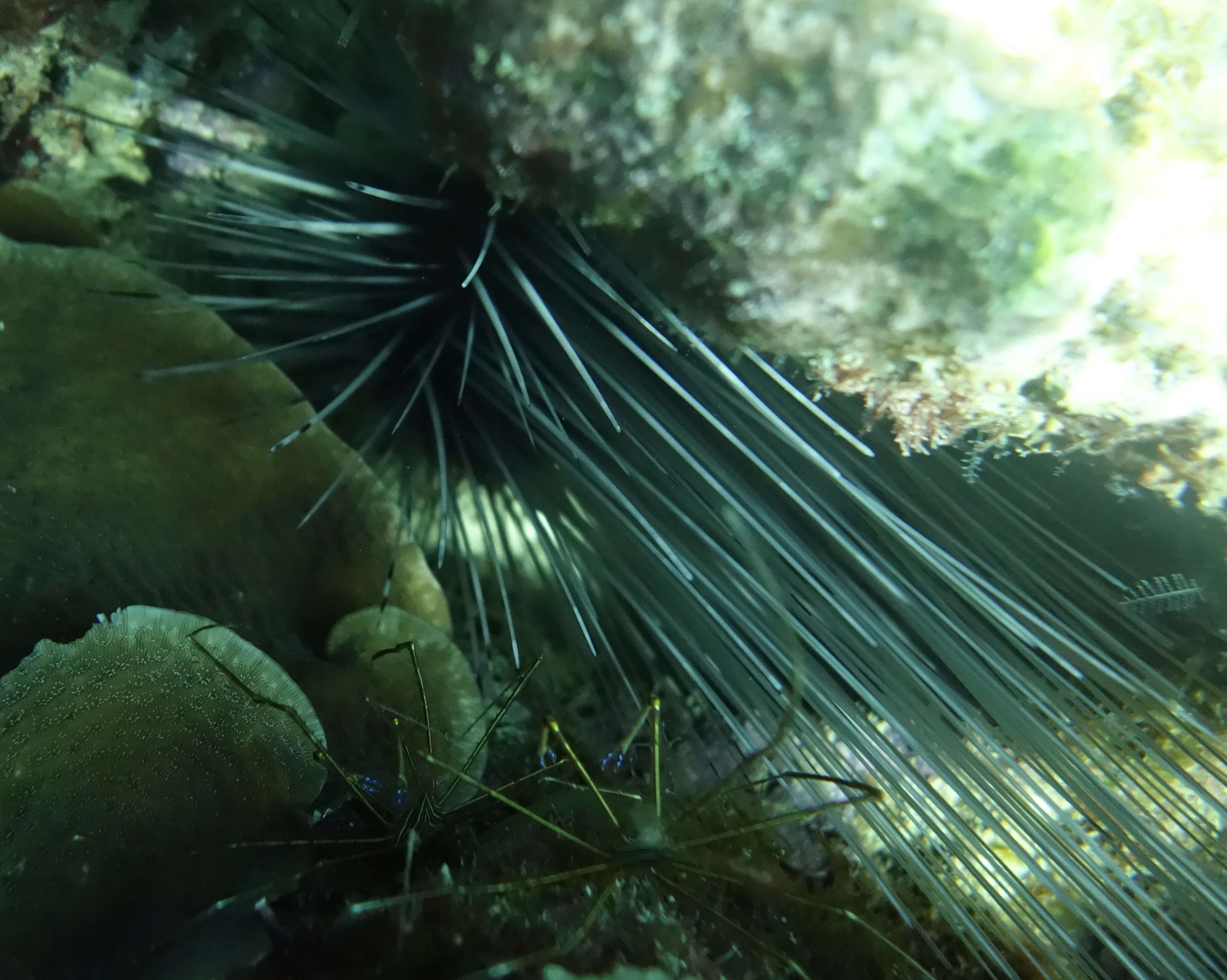 Image of spiny urchin