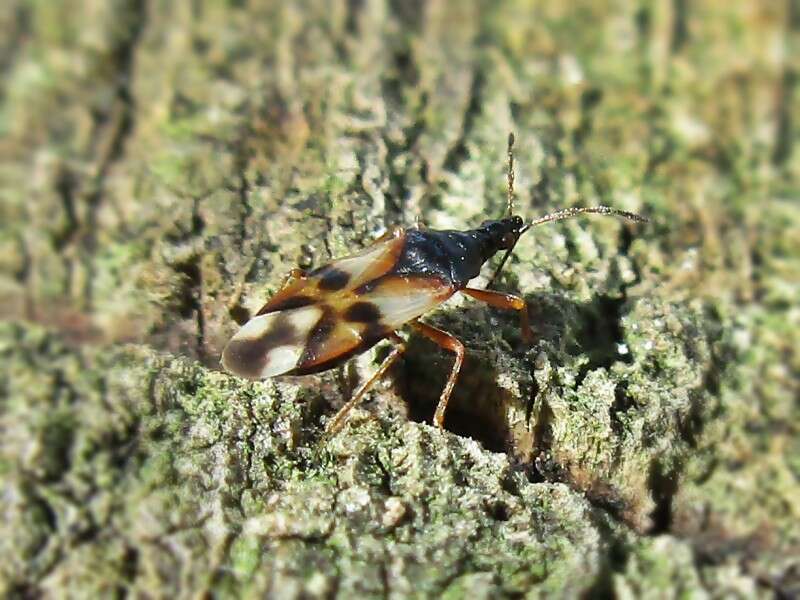 Image of Common flowerbug