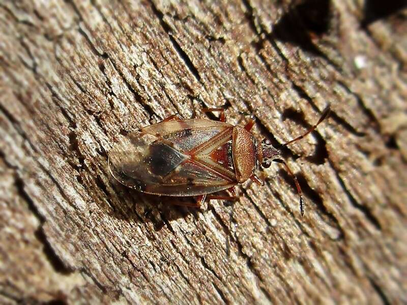 Image of Birch Catkin Bug