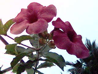 Image of purple allamanda