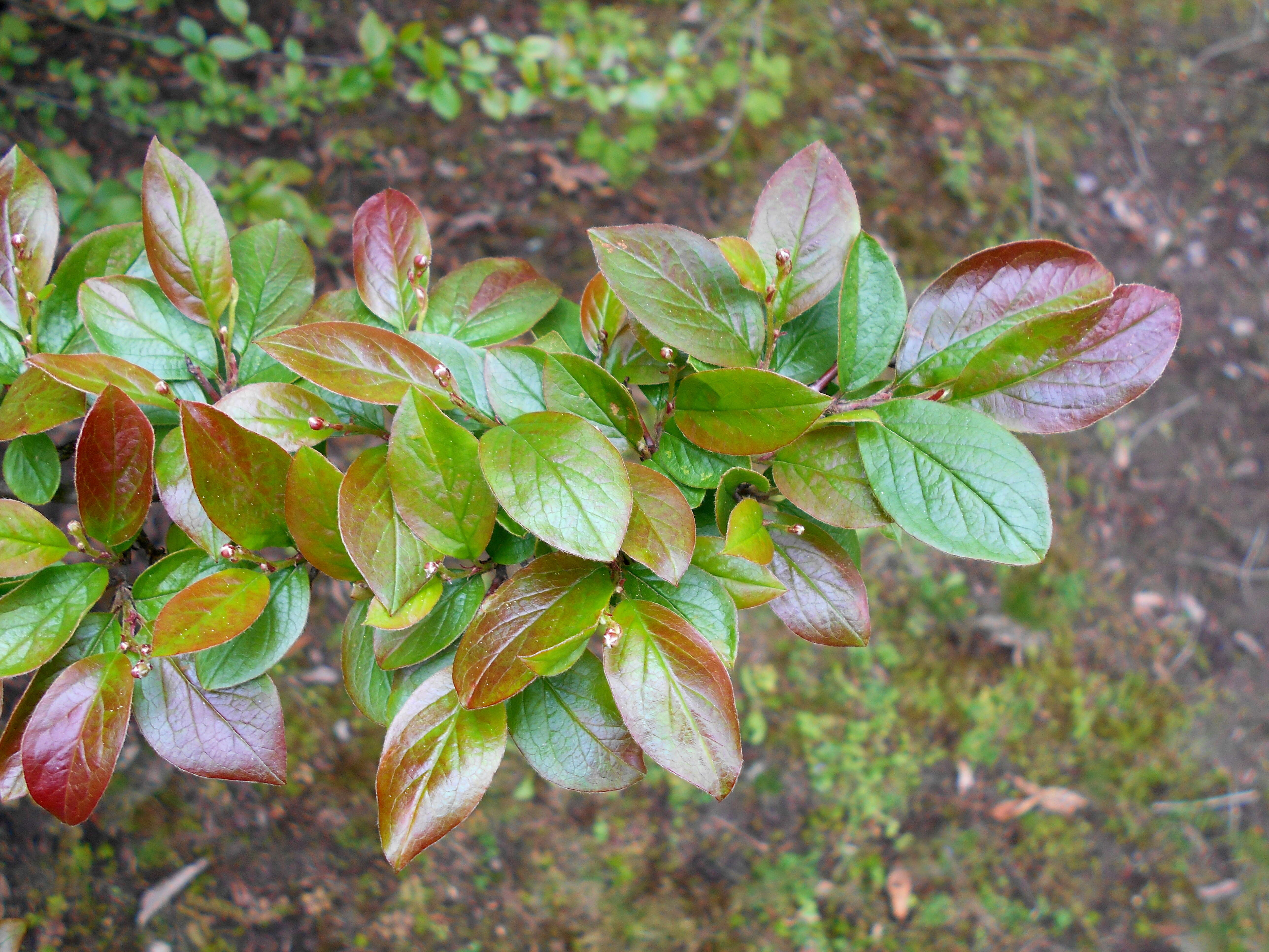 Plancia ëd Cotoneaster lucidus Schltdl.