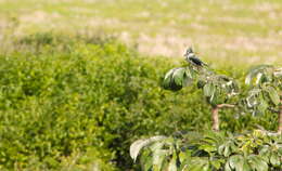 Image of Amazon Kingfisher