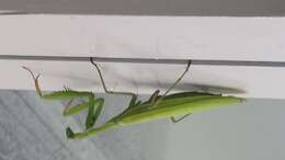 Image of Mantis