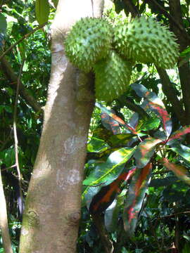 Image of soursop