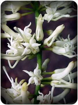 Image of Macadamia jansenii C. L. Gross & P. H. Weston