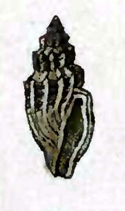 Image of Eucithara cincta (Reeve 1846)