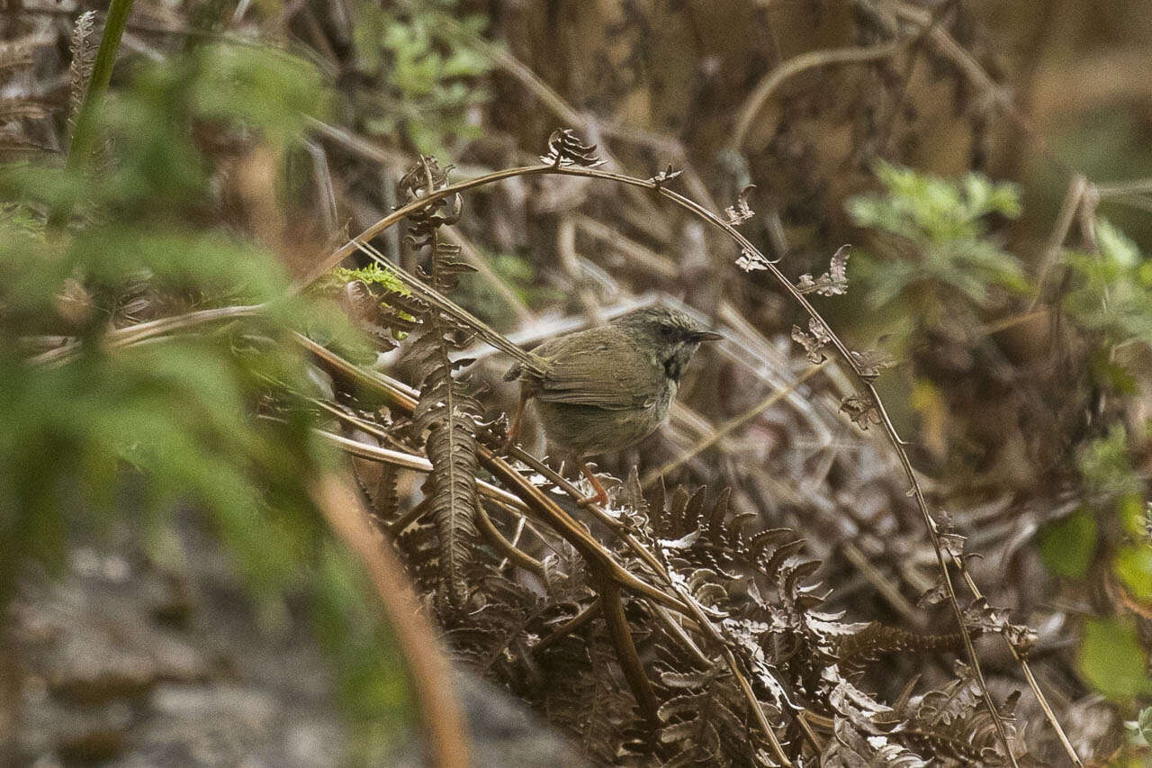 Image of Black-throated Prinia