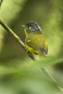 Image of White-spectacled Warbler