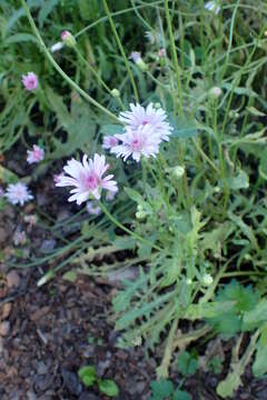 صورة Crepis rubra L.