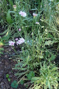 صورة Crepis rubra L.