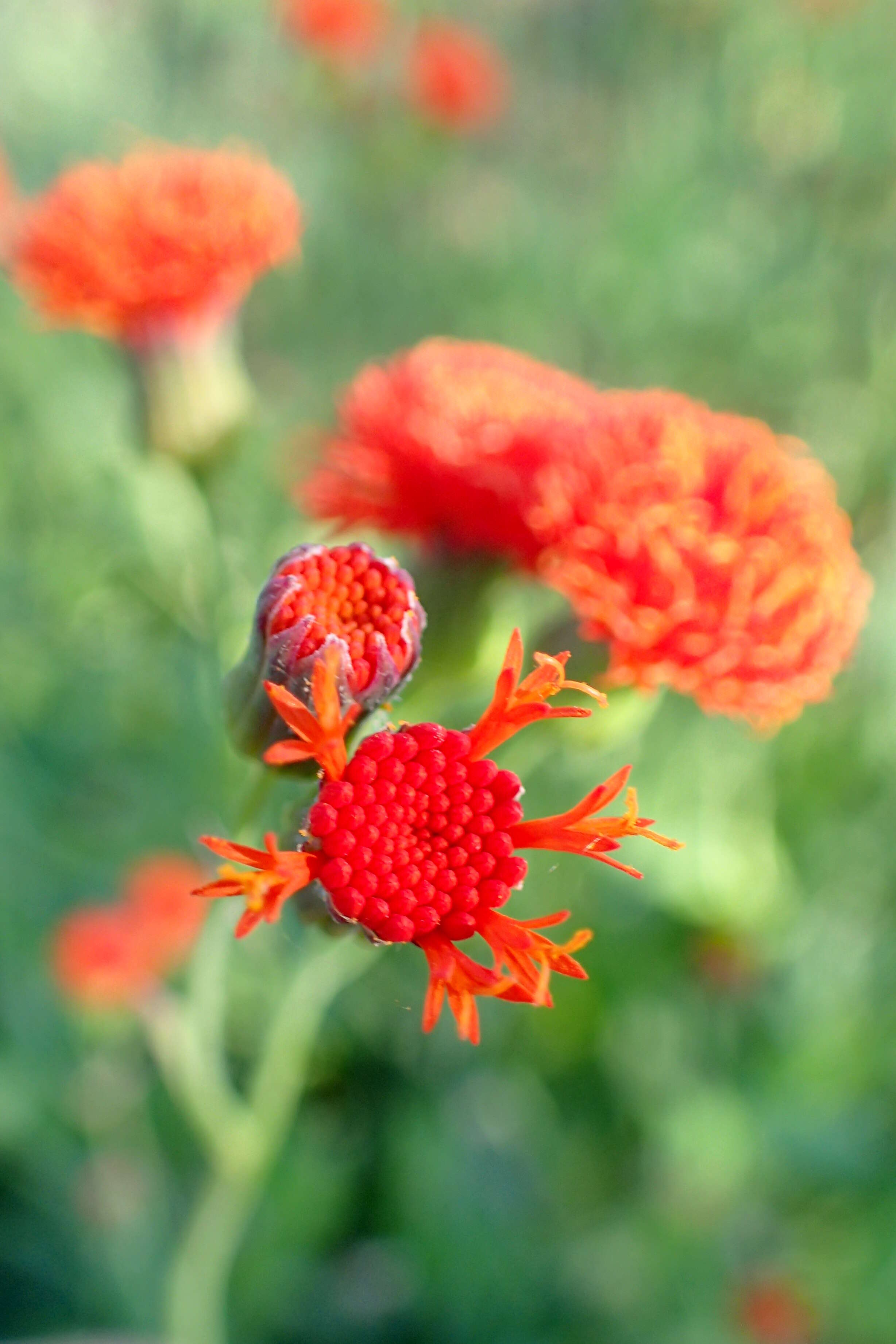 Image of Florida tasselflower