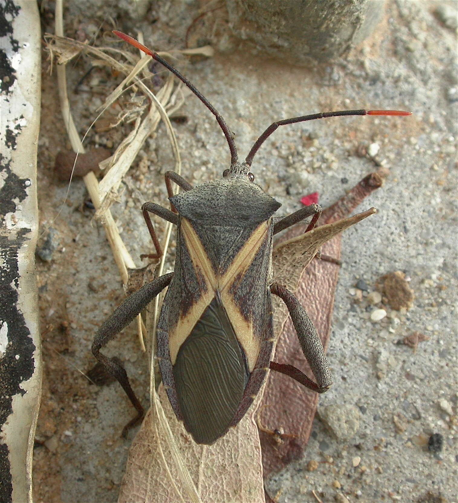 Image of Crusader bug
