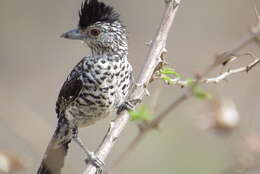 Image of Barred Antshrike