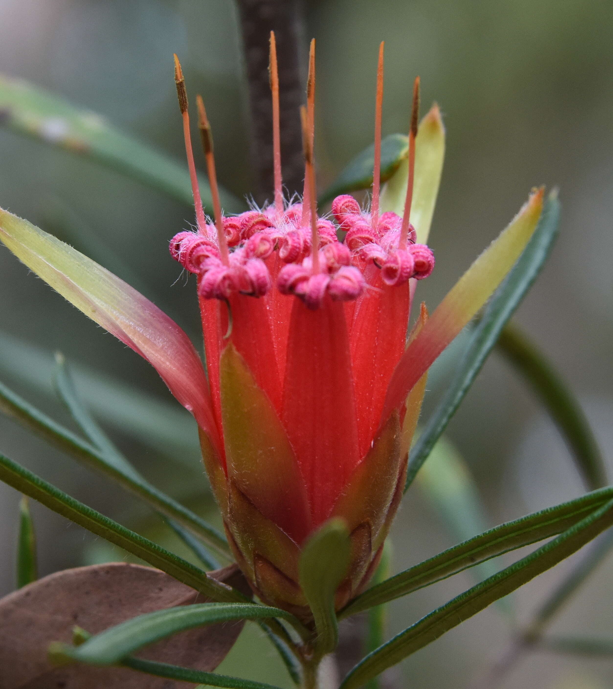 Image of Lambertia formosa Sm.