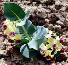 Image of pallid milkweed