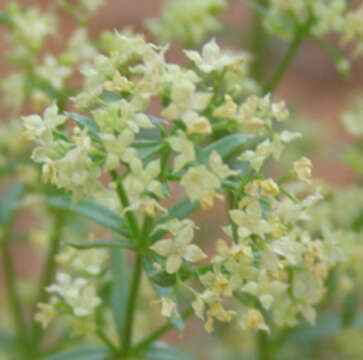 Image of shrubby bedstraw