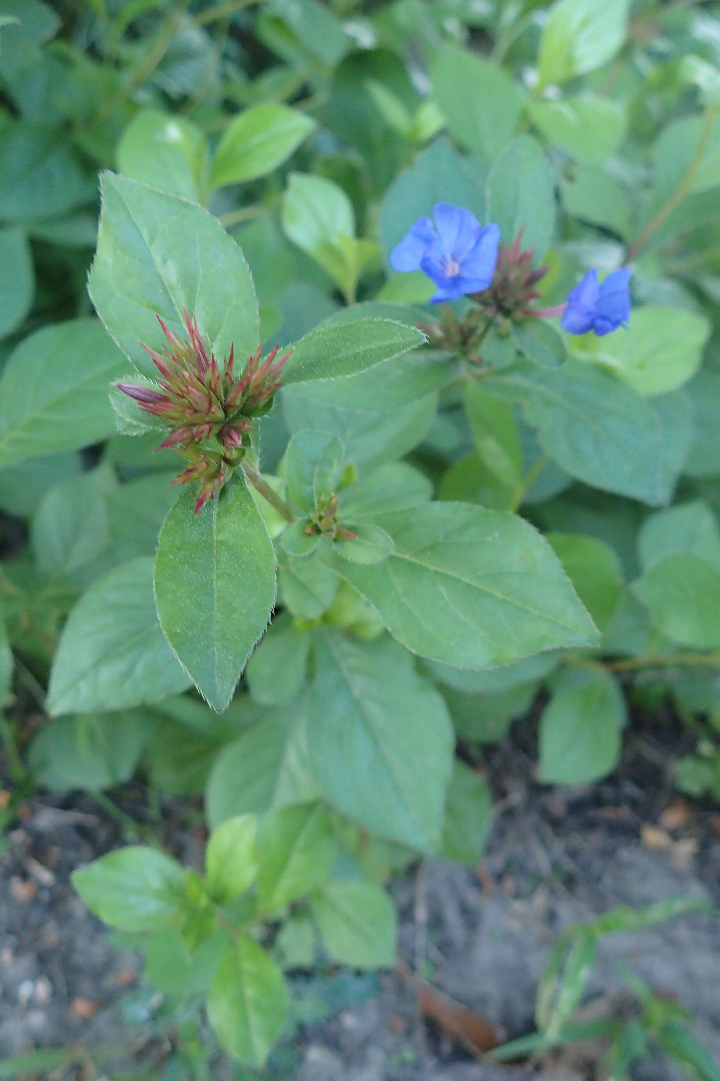 Image of blue leadwood